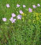 Linum hirsutum