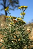 Achillea micrantha