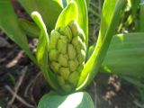 Hyacinthus orientalis