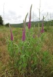 Teucrium hircanicum. Цветущее растение. Дагестан, Табасаранский р-н, 5 км к северу от с. Дарваг, луг. 12 июня 2018 г.