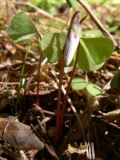 Oxalis acetosella