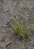 Juncus triglumis. Отцветающее растение. Республика Алтай, Кош-Агачский р-н, Северо-Чуйский хребет, берег р. Актру. 14.08.2018.