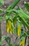 Uvularia grandiflora