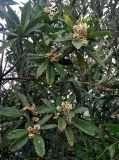 Eriobotrya japonica. Верхушки ветвей с соцветиями. Турция, Чиралы, в культуре. 02.01.2019.