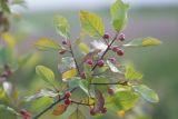 Frangula alnus