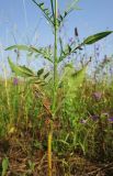 Cephalaria transsylvanica