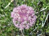 Allium pallasii. Соцветие с завязывающимися плодами. Кыргызстан, Чуйская обл., окр. г. Бишкек восточнее с. Орто-Сай, предгорье, лог между холмами. 25.05.2019.