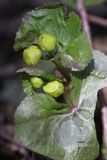 Caltha palustris