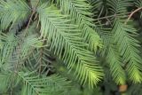 Metasequoia glyptostroboides. Средняя часть ветви. Санкт-Петербург, Ботанический сад БИН РАН, дендрарий. 09.09.2020.