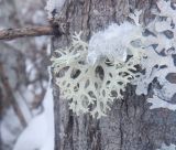 Pseudevernia furfuracea. Таллом. Тверская обл., Весьегонский р-н, окр. с. Чистая Дуброва, на стволе ивы. 31 января 2021 г.