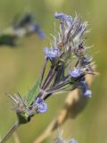 Nepeta parviflora