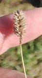 Phleum nodosum