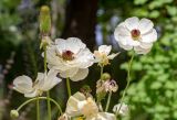 Ranunculus asiaticus