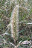 Setaria verticilliformis