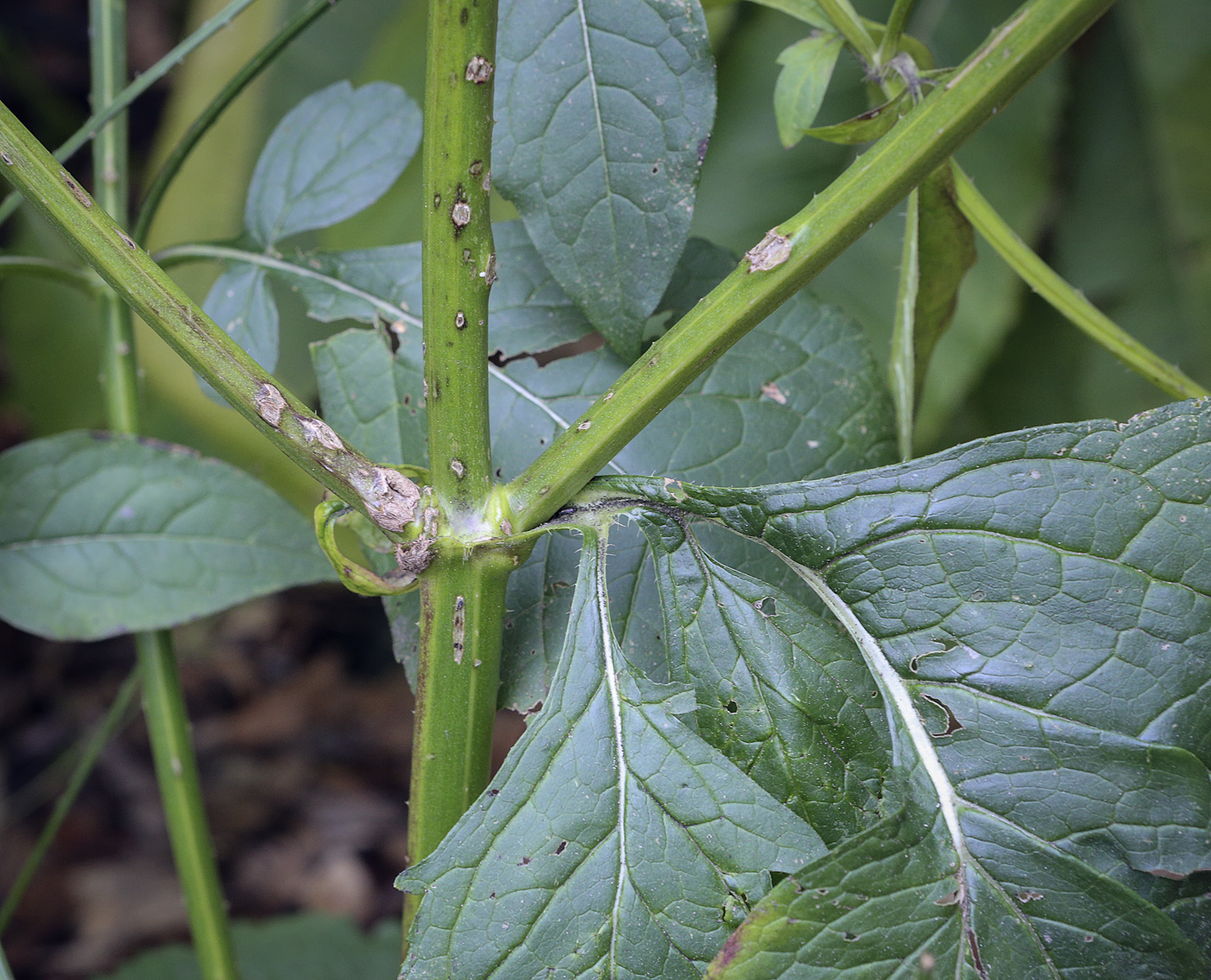 Изображение особи Dipsacus pilosus.