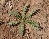 Sisymbrium altissimum