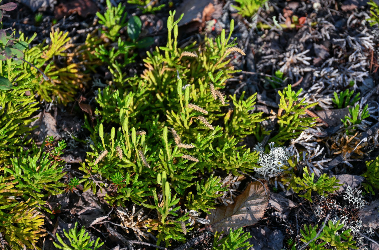 Изображение особи Diphasiastrum complanatum.