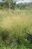 Deschampsia cespitosa