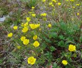 Potentilla crantzii