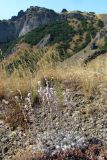 Artemisia caucasica. Цветущее растение. ЮВ Крым, Карадаг, Береговой хребет. 28 июля 2011 г.
