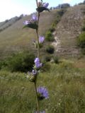 Campanula farinosa. Часть цветущего побега. Украина, Луганская обл., балка восточнее пгт Новосветловка. 03.08.2011.