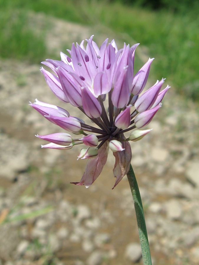 Image of Allium altyncolicum specimen.