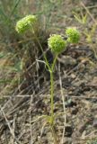 Valerianella coronata. Плодоносящее растение. Крым, Карадаг, подножье горы Карагач. 7 мая 2012 г.