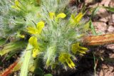 Astragalus lentilobus