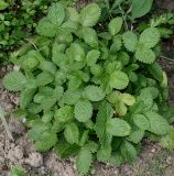 Potentilla grandiflora