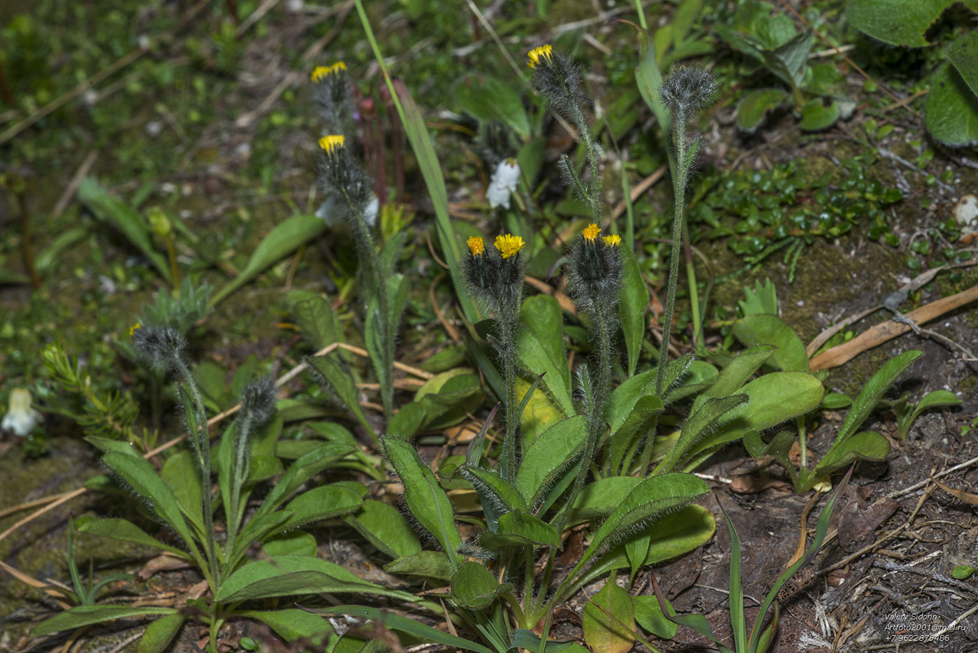 Изображение особи Hieracium triste.