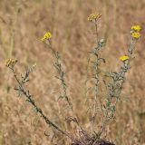 Achillea leptophylla. Цветущее растение. Ростовская обл., Неклиновский р-н, Николаевское с/п, балка. 13.06.2014.