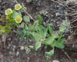 Bupleurum triradiatum. Цветущее растение. Бурятия, южная часть Баргузинского хребта, перевал Снежный, ≈ 1500 м н.у.м., каменистый склон. 15.07.2009.