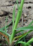 Dactylis glomerata