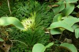 Selaginella tamariscina. Растение на скальной породе. Приморский край, Уссурийский р-н. 08.06.2008.