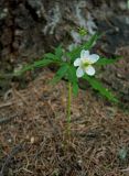 Anemone caerulea