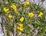 Draba scabra