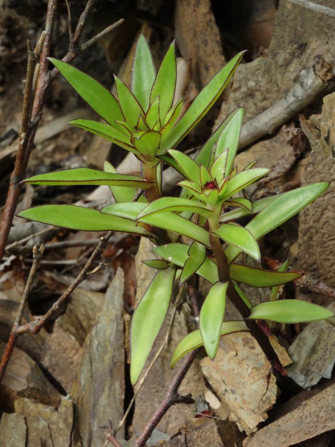 Image of Orostachys maximowiczii specimen.