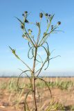 Hieracium umbellatum var. dunale