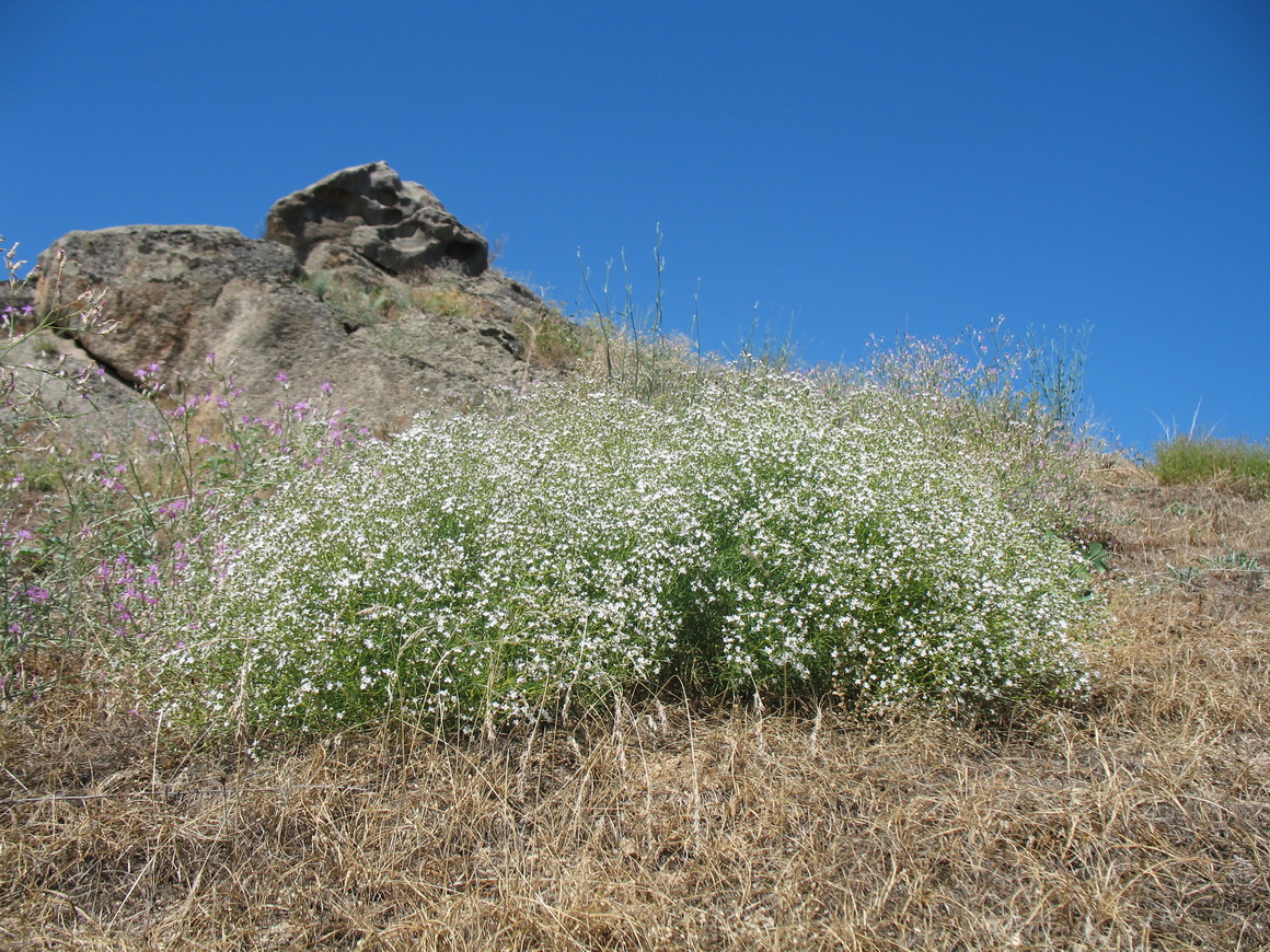 Изображение особи Acanthophyllum gypsophiloides.