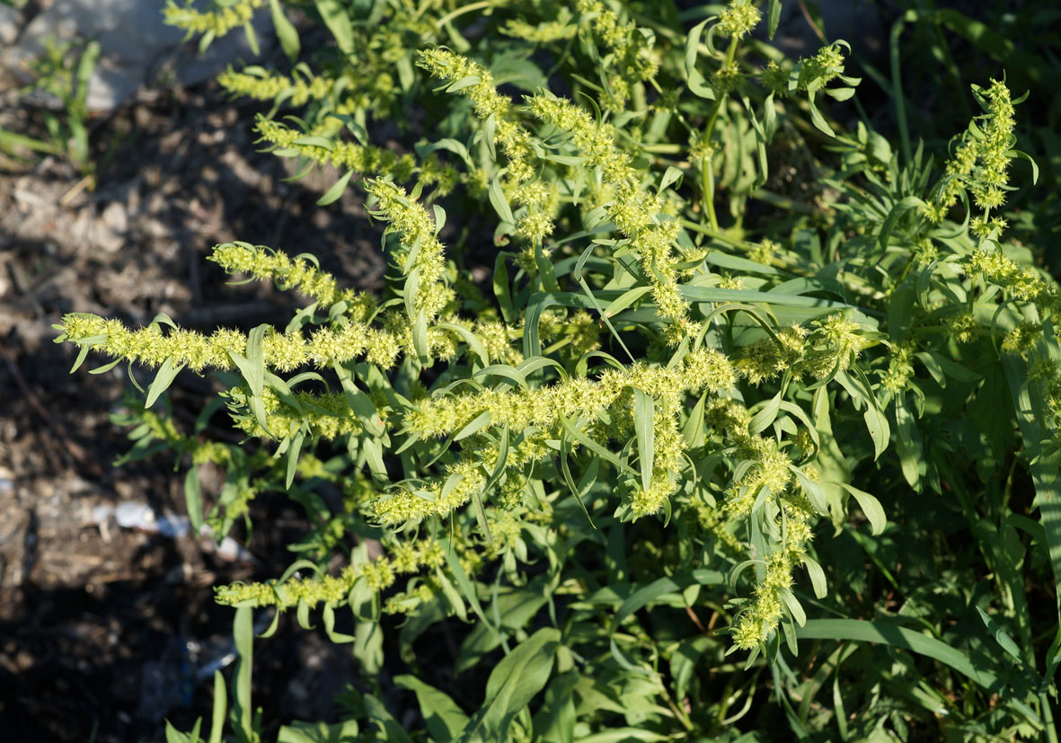 Изображение особи Rumex maritimus.