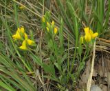 Genista humifusa