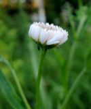 Erigeron annuus. Соцветие-корзинка (вид сбоку). Московская обл., городской округ Балашиха, окр. дер. Чёрное, луг у ж.-д. платформы Заря. 04.07.2017.