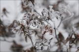 Ledum palustre. Верхушка отцветшего растения в инее. Магаданская обл., Колымское нагорье, Ягоднинский перевал. 26.09.2009.