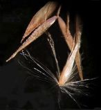 Calamagrostis angustifolia