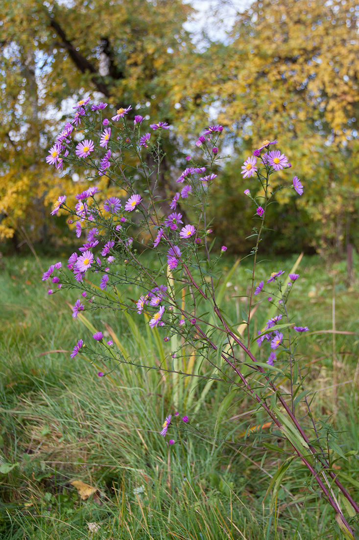 Изображение особи Symphyotrichum &times; versicolor.