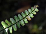 Lindsaea lucida. Верхушка вайи с сорусами (вид снизу). Малайзия, штат Саравак, национальный парк Бако; о-в Калимантан, влажный тропический лес. 09.05.2017.