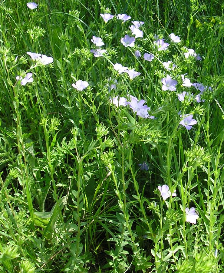 Изображение особи Linum hirsutum.