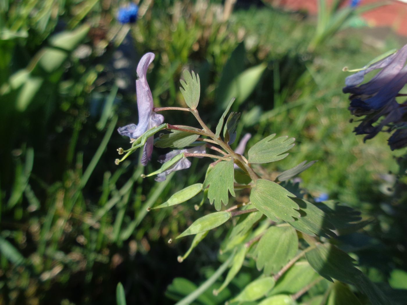 Изображение особи Corydalis solida.