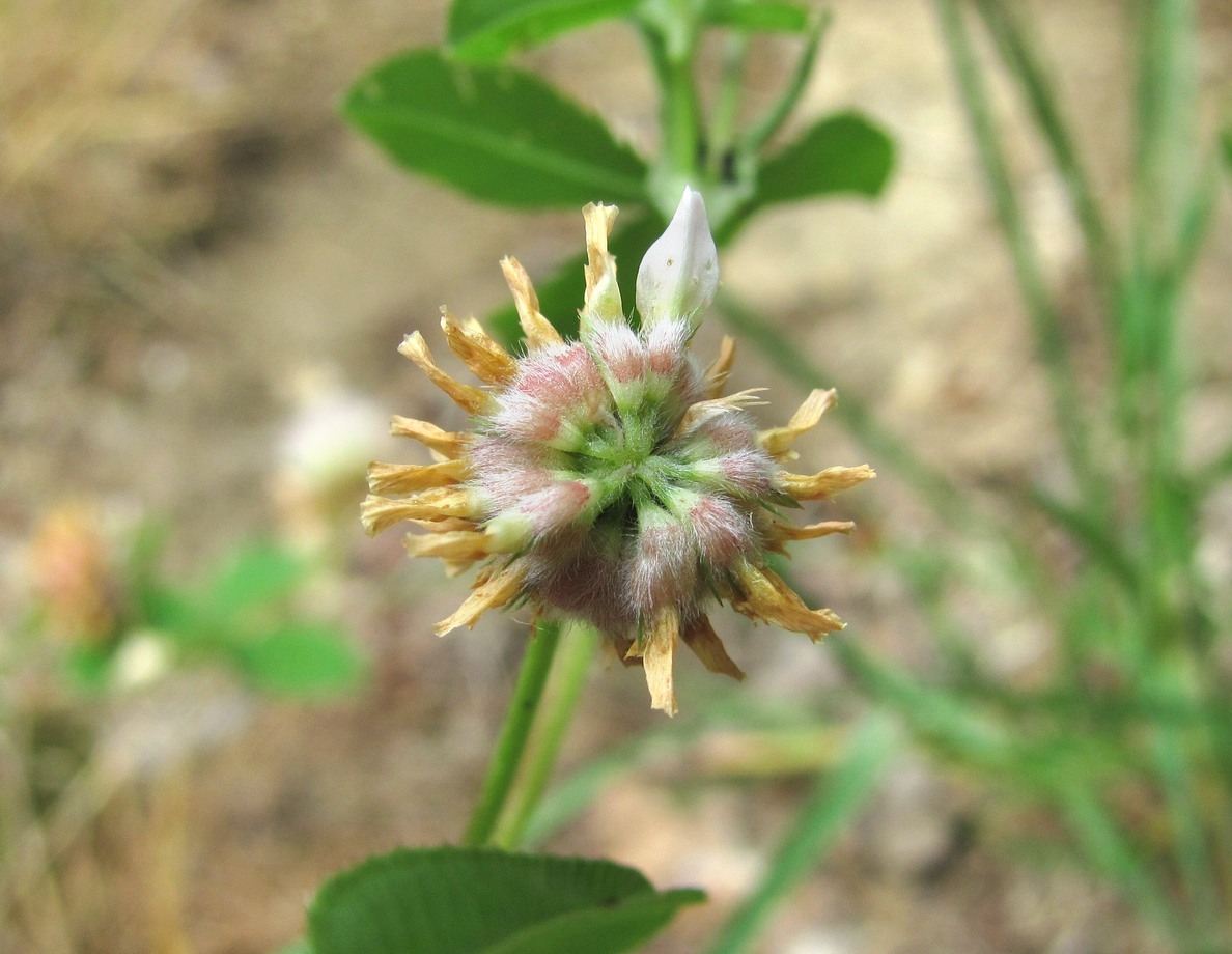 Изображение особи Trifolium tumens.