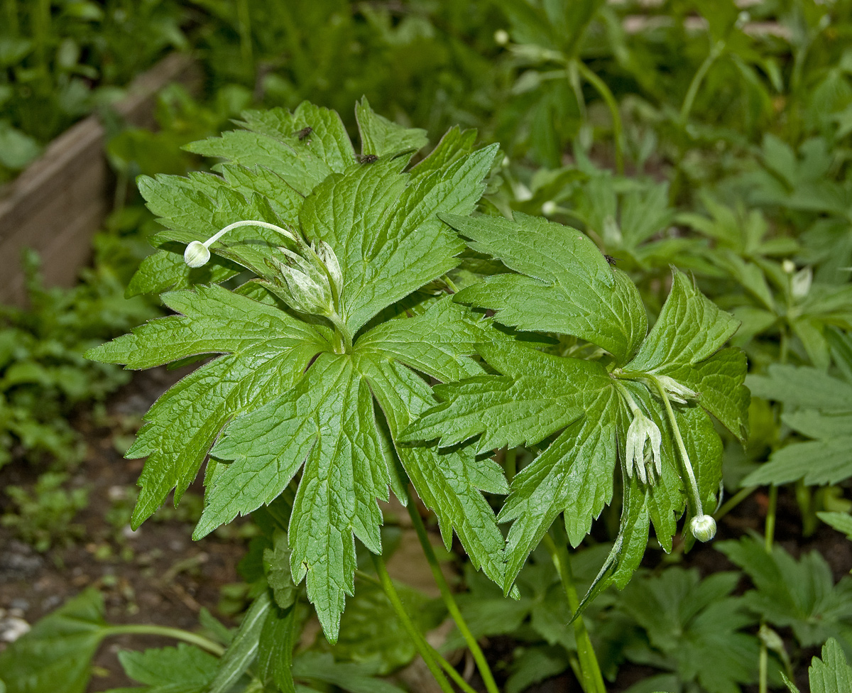 Изображение особи Anemonidium canadense.